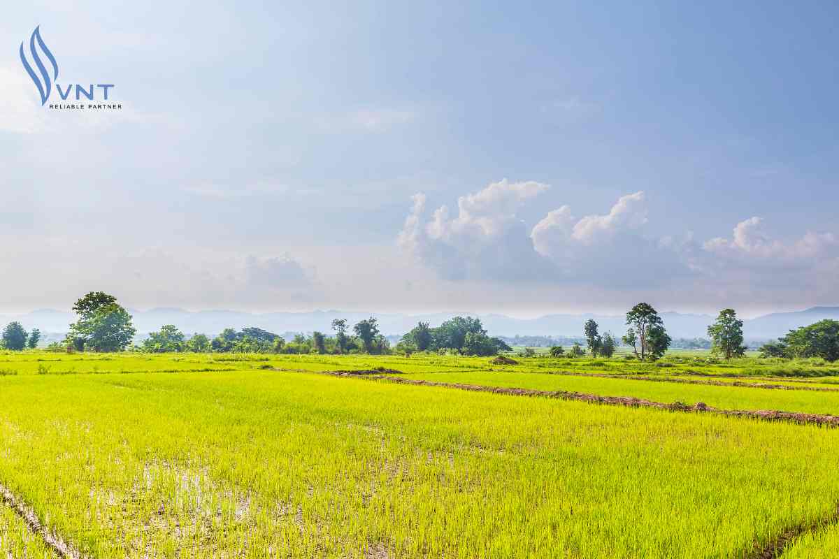 Bón phân cho lúa ở giai đoạn đẻ nhánh