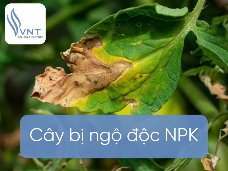 Cây bị ngộ độc NPK