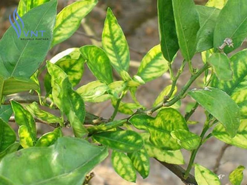 Cây nào dễ bị ngộ độc NPK nhất?