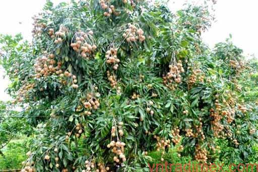 Pekacid kích thích cây làm bông tạo mầm