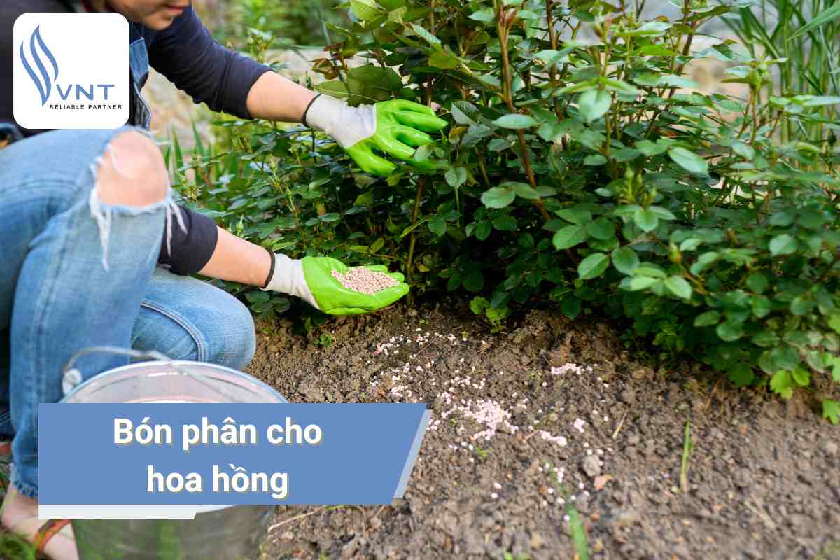 Hướng dẫn cách bón phân cho hoa hồng chuẩn nhất