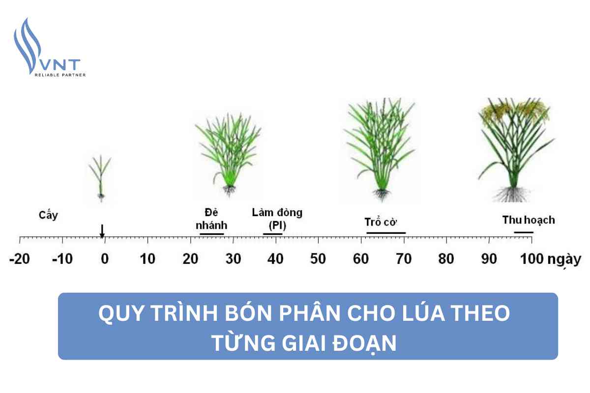 TECHNICAL PROCESS OF FERTILIZING FOR HIGH Yield Rice