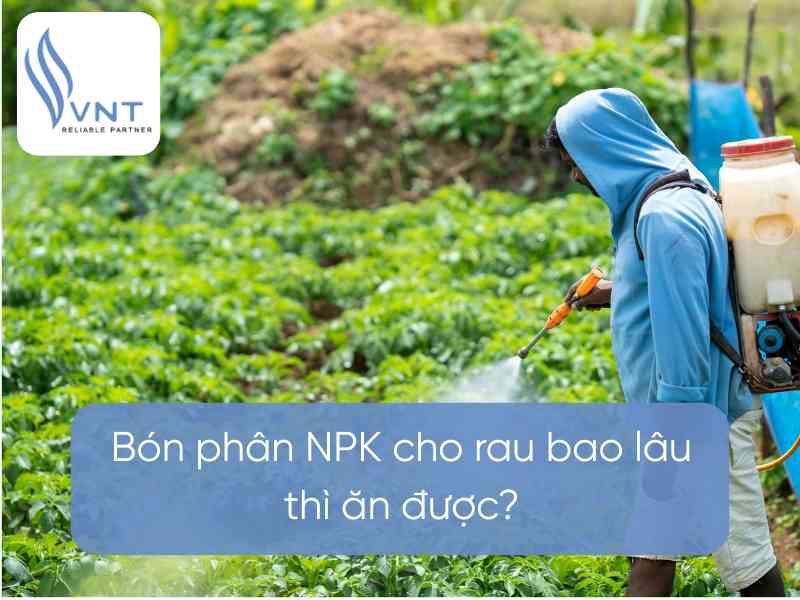 [Giải đáp] Bón phân NPK cho rau bao lâu thì ăn được?