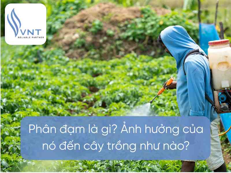 What is nitrogen fertilizer? How does it affect plants?