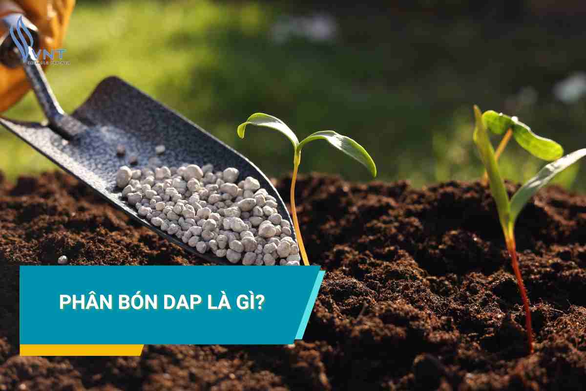 What is DAP fertilizer? 6 Benefits of Using DAP for Plants